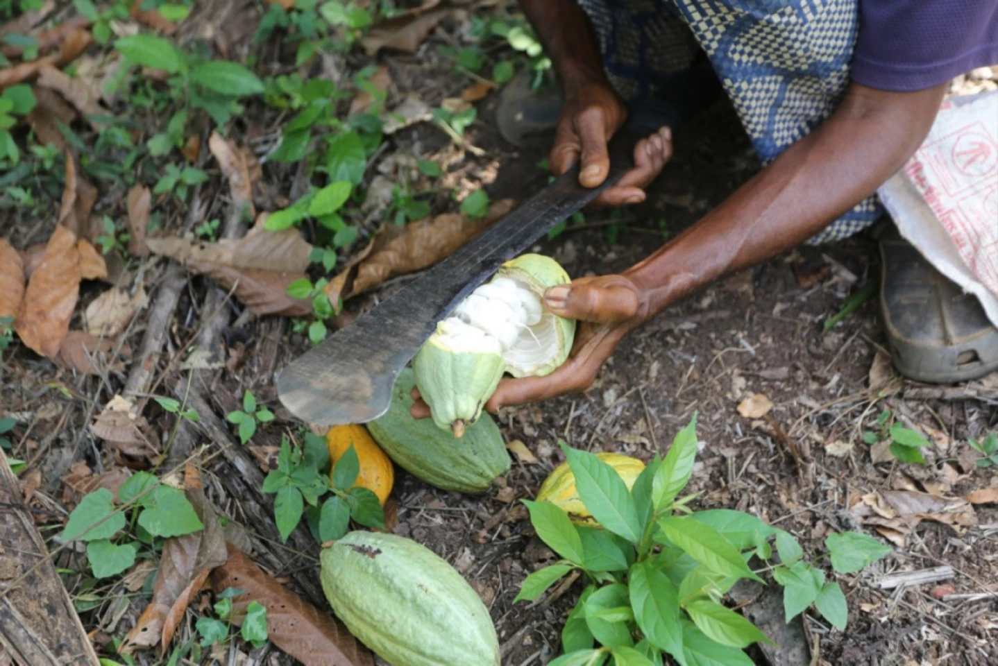 35 de copii au murit în urma unei busculade produse la un festival şcolar în Nigeria