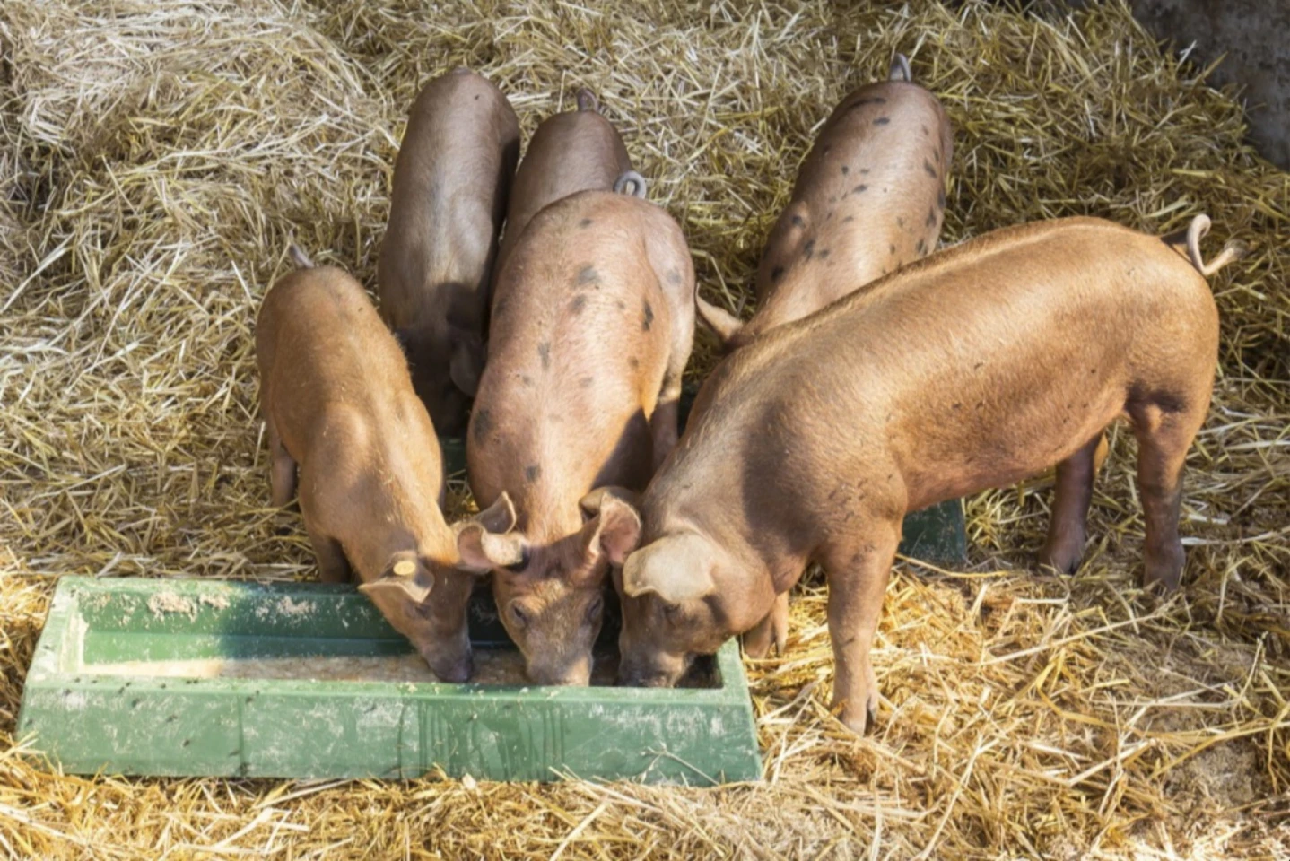 Pestă africană la o fermă din Anenii Noi. 65 000 de porci infestați
