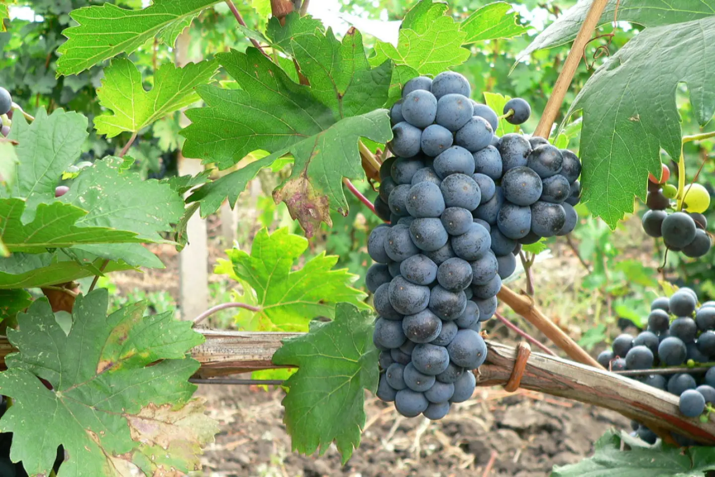 2025: un an bun pentru Feteasca Neagră