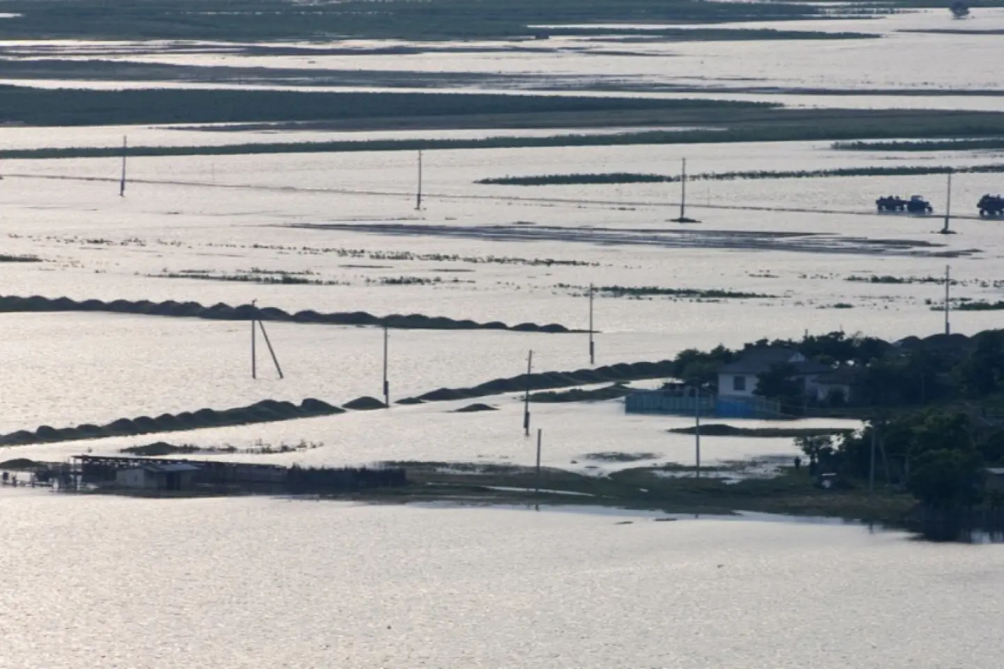 Expert: o plantă unică în România creşte pe râul Prut, graniță cu Republica Moldova