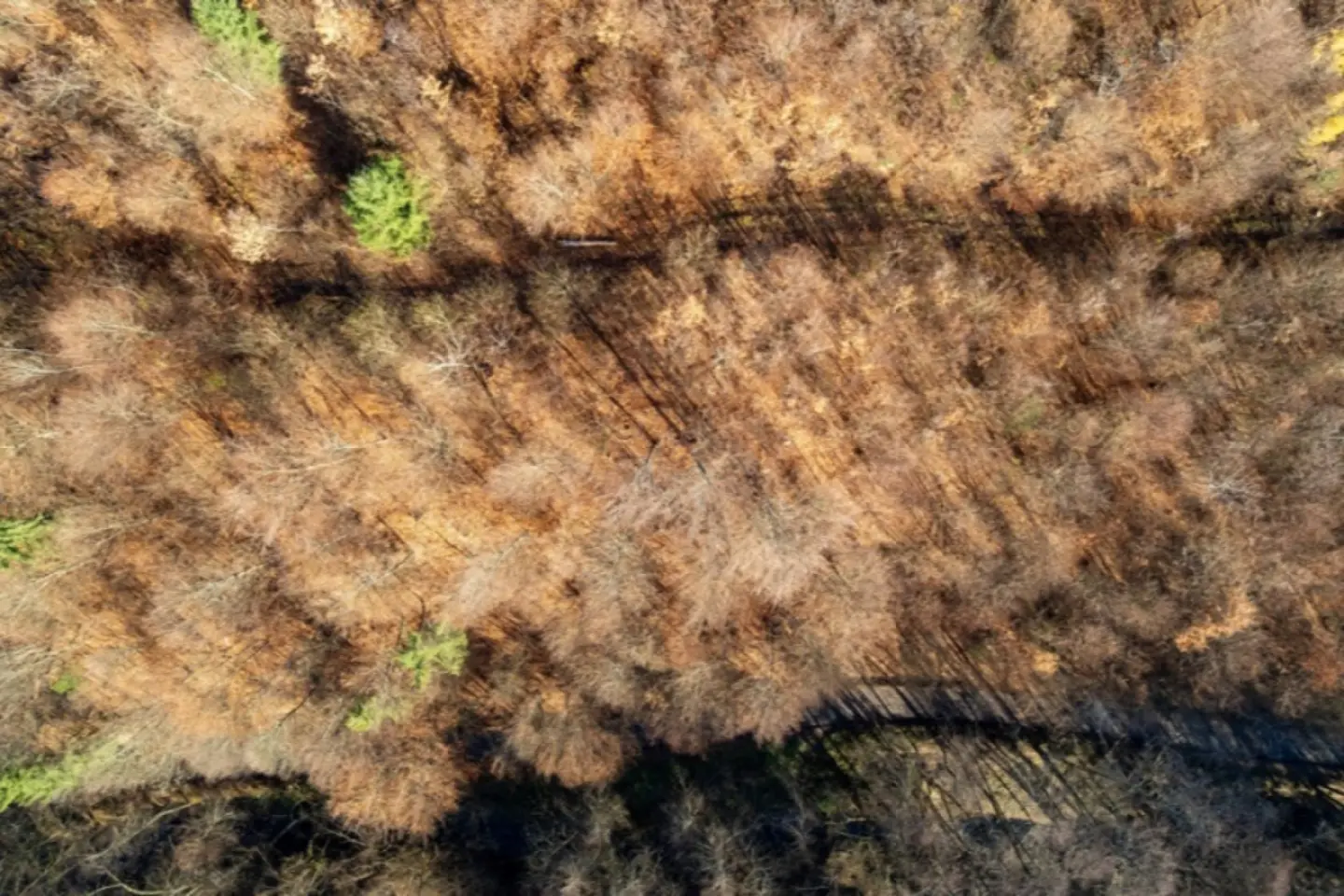 O dronă a căzut în estul României, în județul Vaslui