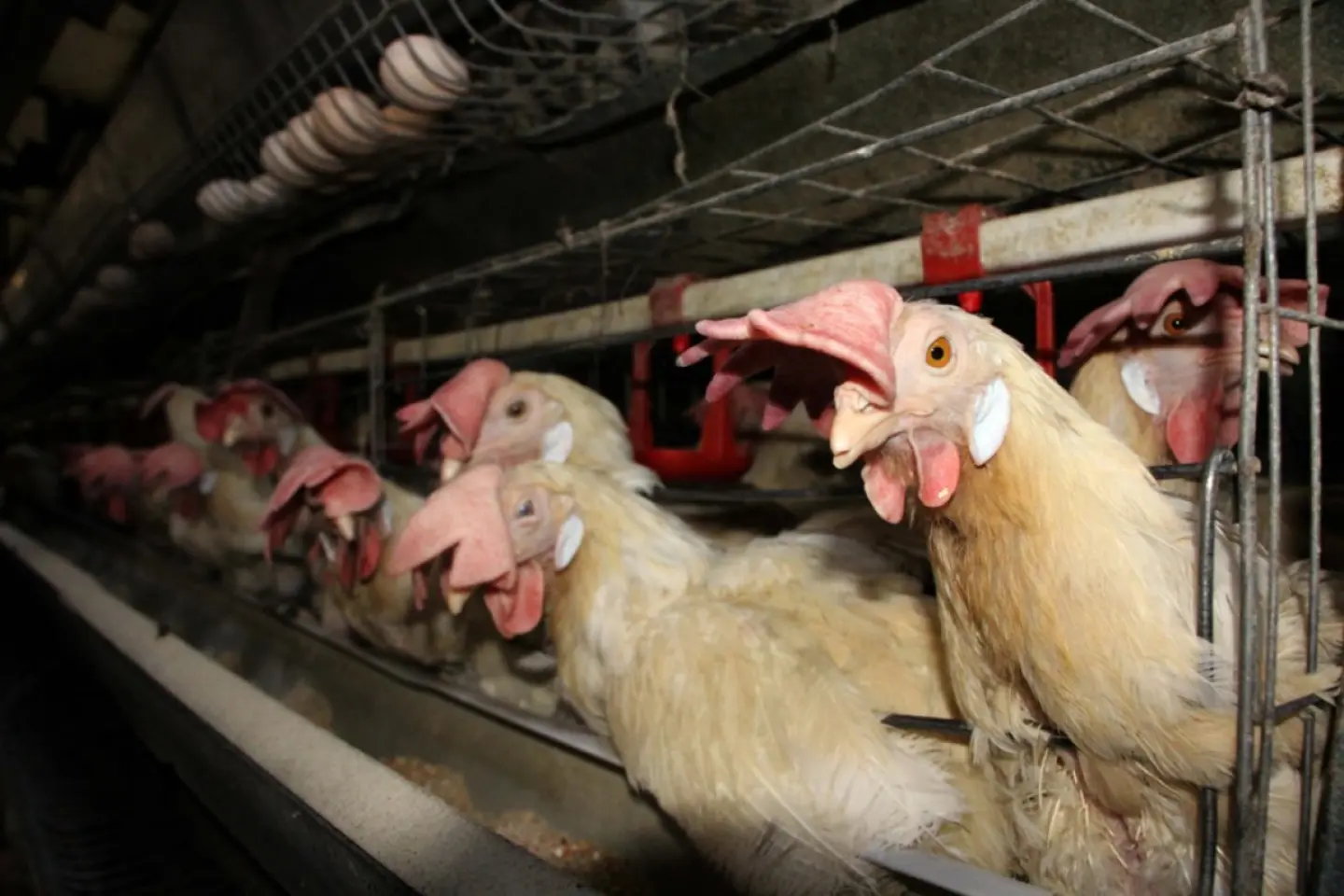 R. Moldova suspendă importurile de carne de pasăre din Ucraina