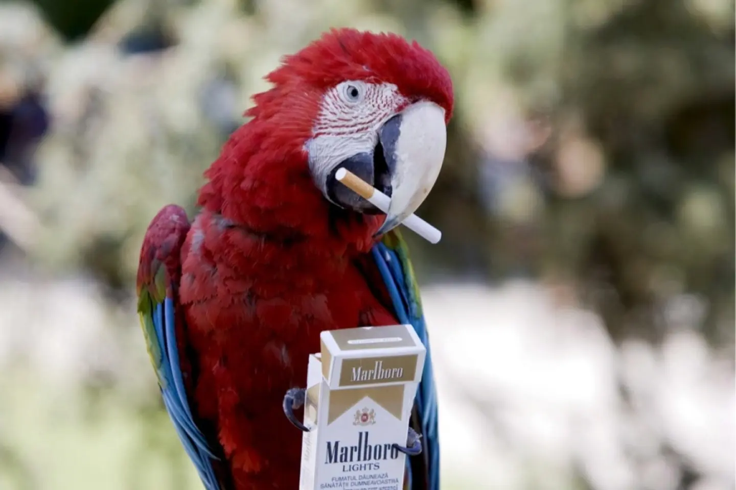 Poliția română a ridicat peste jumătate de milion de țigarete fără timbru fiscal din Bulgaria, Ucraina şi Republica Moldova