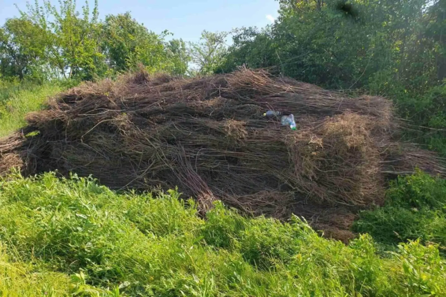 Ministrul Mediului cere demiterea directorului Rezervației naturale „Pădurea Domnească”