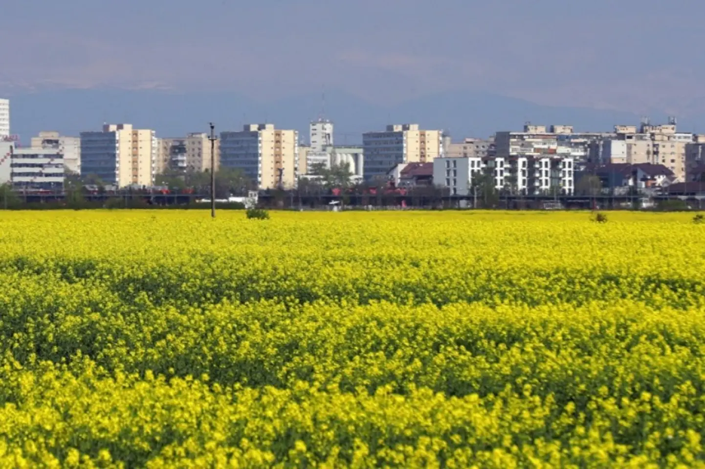 Suprafaţa cultivată în România a crescut anul trecut cu 40.000 de hectare, raportat la 2024