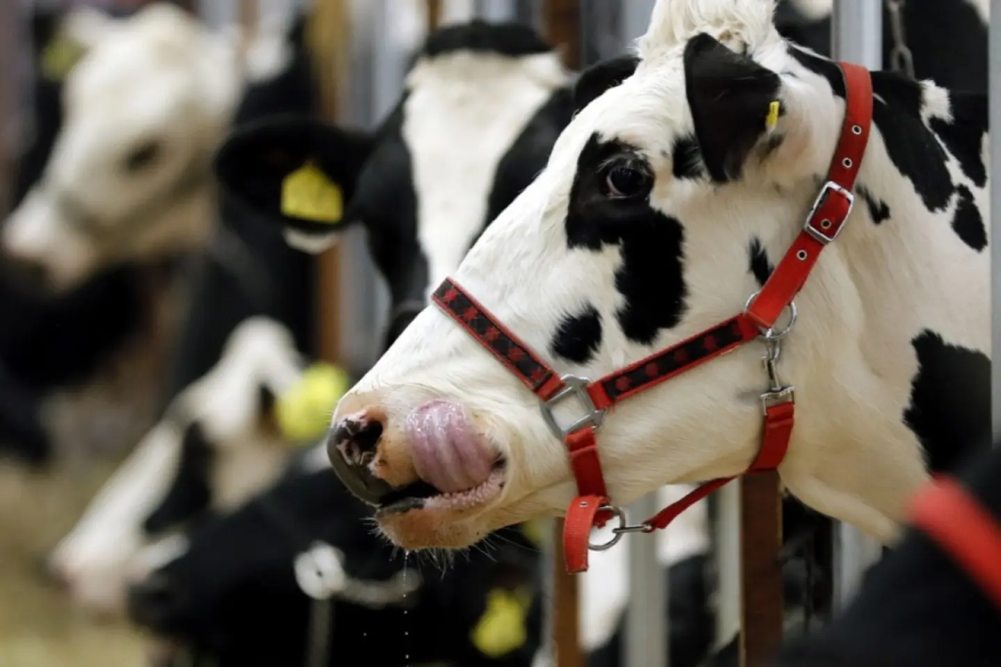 Carantină în regiunea Moscova: dermatoza nodulară a fost detectată la bovine